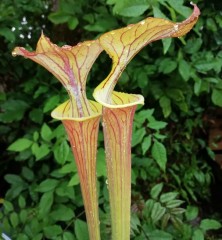 Sarracenia flava F CU 09 var cuprea long lid