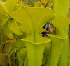 Sarracenia flava F FL 01 var. flava ex. A. Slack