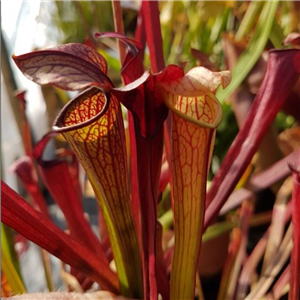 Sarracenia x H 01 ahlsii (rubra x alata Red Throat)