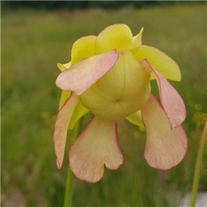 Sarracenia x H 17A excellens  (leuco x minor)  A. Slack