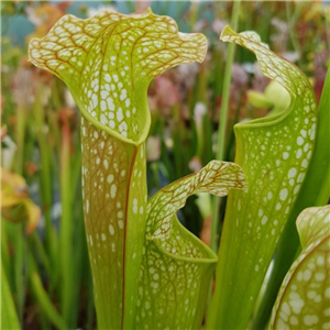 Sarracenia x H 17A excellens  (leuco x minor)  A. Slack