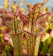 Sarracenia x H 22 Lynda Butt 1987 A. Slack