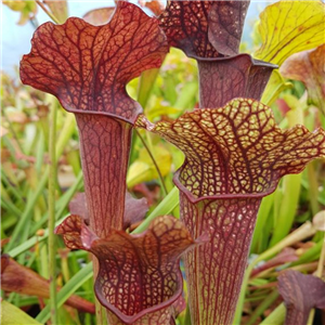 Sarracenia x H 41 (readii x excell ens) 1987 A.Slack