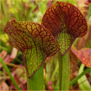 Sarracenia x H 48 willisii x minor Okefenokeensis Giant