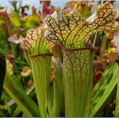 Sarracenia x H 75 mitchelliana