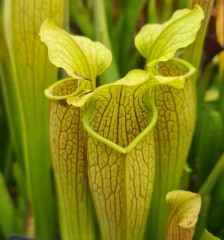 Sarracenia x H 07 (alata x leucophylla) 1991 seed grown