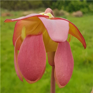 Sarracenia x H 110 x ornata Peaches