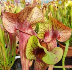 Sarracenia x H 110 x ornata Peaches