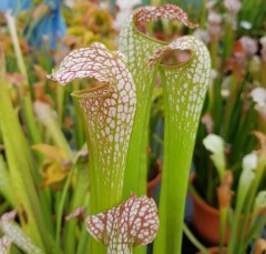 Sarracenia x H 17 excellens (leucophylla x minor)