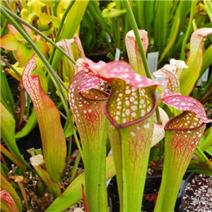 Sarracenia x H 17 excellens (leucophylla x minor)