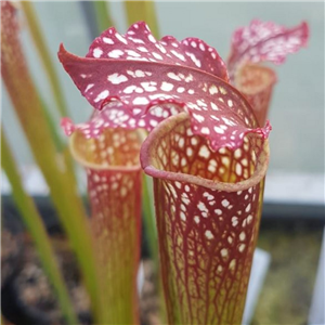 Sarracenia x H 23 (leucophyl la x S x excellens) A. Slack