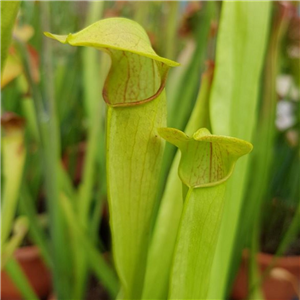 Sarracenia x H 29 minata mInor x alata 1987 A. Slack