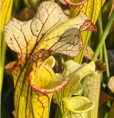 Sarracenia x H 32 Marston clone A. Slack