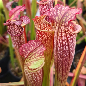 Sarracenia x H 40 readii (rubra x leucophylla) Slack