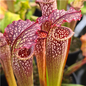 Sarracenia x H 40 readii (rubra x leucophylla) Slack