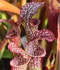 Sarracenia x H 40 readii (rubra x leucophylla) Slack