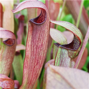 Sarracenia x H 42 rehderi (rubra x minor) 1987 A.Slack