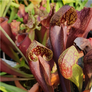 Sarracenia x H 55 courtii purpurea x psittacina Slack