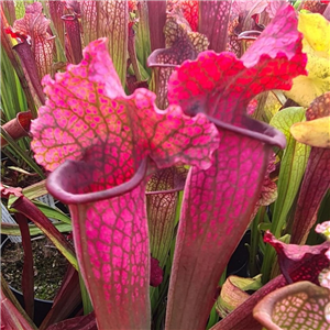 Sarracenia x H 67  Juthatip Sopher