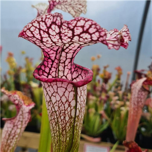 Sarracenia x H 78 Diana Whittaker  leucophylla