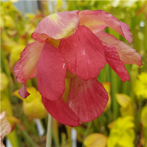 Sarracenia x H 78 Diana Whittaker  leucophylla