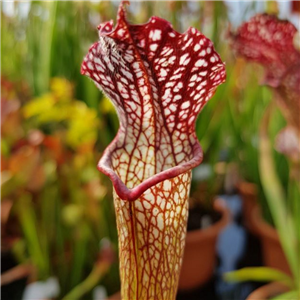 Sarracenia x H 80 leucophyll a x readii T. Margetts.