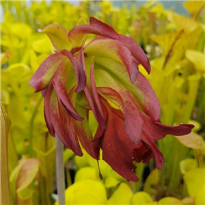 Sarracenia leucophylla L 11 Tarnock