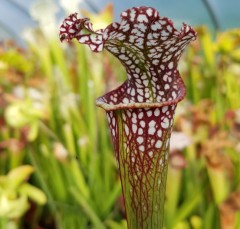 Sarracenia leucophylla L 11 Tarnock