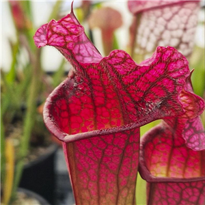 Sarracenia x H 391 Vampires Blood SH617-05