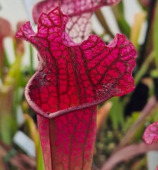 Sarracenia x H 391 Vampires Blood SH617-05