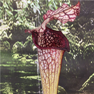 Sarracenia x H 341pubescent leucophylla x alata hybrid