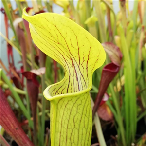 Sarracenia alata AL 04 veine d form Angelina County TX