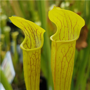 Sarracenia alata AL 04 veine d form Angelina County TX