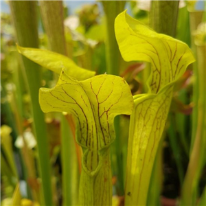 Sarracenia alata AL 05	 Citronelle co. Alabma