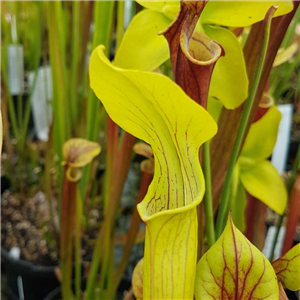 Sarracenia alata AL 05	 Citronelle co. Alabma