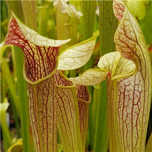 Sarracenia alata AL 07 red lid W. Louisiana