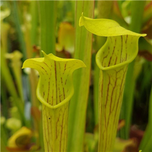 Sarracenia alata AL 10 seed from Louisiana	