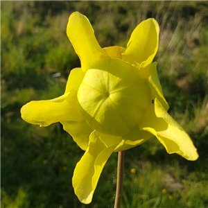 Sarracenia flava F AT 01 atropurpurea North Carolina