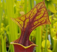 Sarracenia flava F AT 01 atropurpurea North Carolina