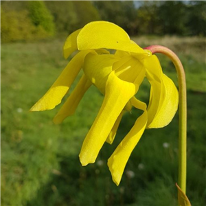 Sarracenia flava F AT 02 var atropurpurea Wewahitchka