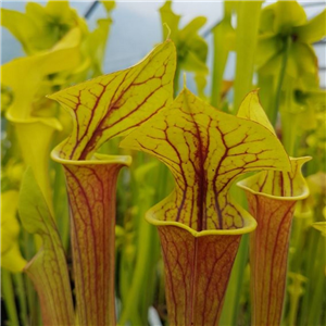 Sarracenia flava F AT 04 atropurpurea Adadeji