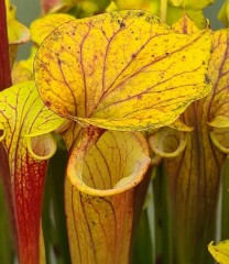 Sarracenia flava F AT 04 atropurpurea Adadeji