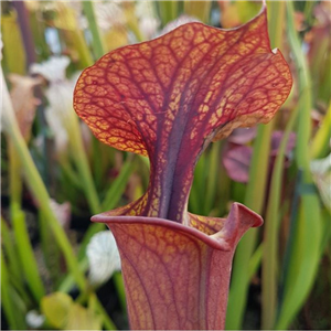 Sarracenia flava F AT 06 atropurpurea Florida SF03