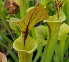 Sarracenia flava F CU 01 var cuprea  A. Slack