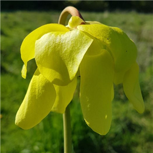 Sarracenia flava F CU 01 var cuprea  A. Slack