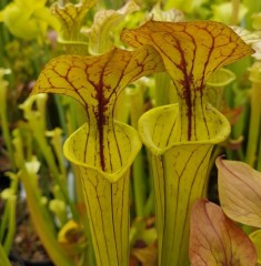 Sarracenia flava F CU 02 var cuprea ex. A. Slack