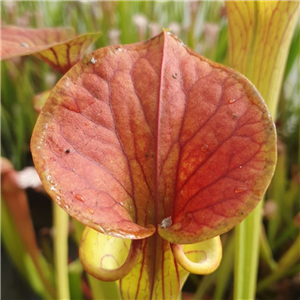 Sarracenia flava F CU 04		 var. cuprea Robust Red JSF33