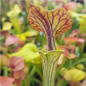 Sarracenia flava F CU 07		 var. cuprea