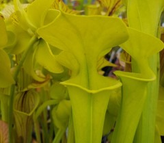 Sarracenia flava F FL 01 var. flava ex. A. Slack