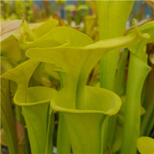 Sarracenia flava F FL 01 var. flava ex. A. Slack